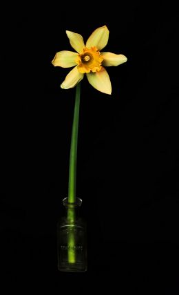 Daffodil