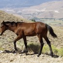 a wild horse source image
