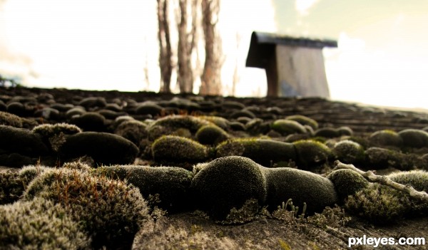 Abandonded Roof