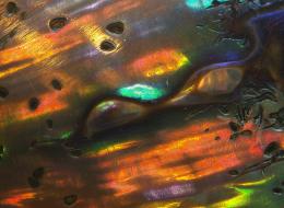 Abalone