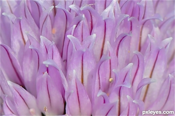 Macro on a purple flower