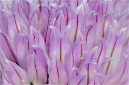 Macro on a purple flower