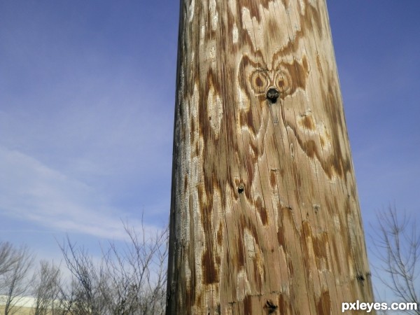 Owl in pole