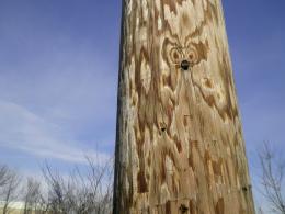 Owl in pole