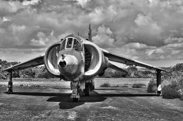 harrier Picture