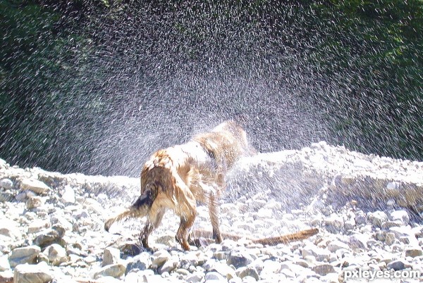 Doggy Shower