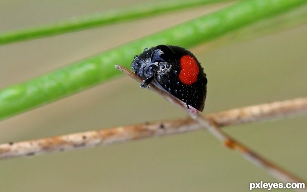 Inverted LadyBug