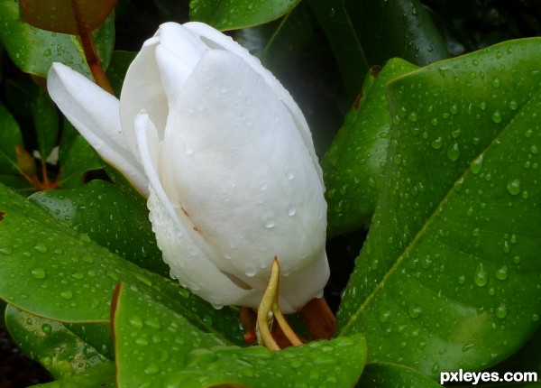 Magnolia Bud