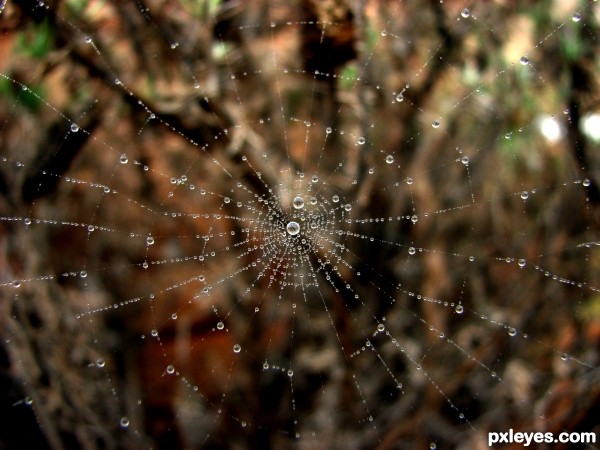 Wet Wet Web