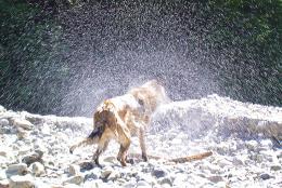 Doggy Shower