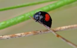 Inverted LadyBug