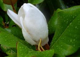 Magnolia Bud