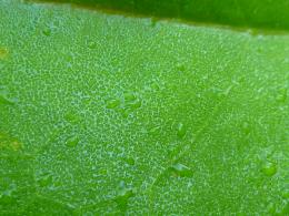 SpringDew