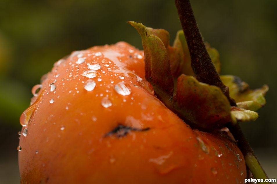 Wet Persimmon