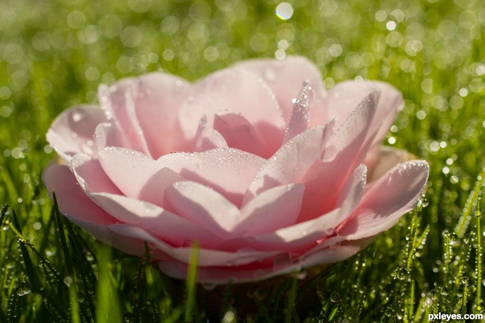 Pink, Green, and Wet