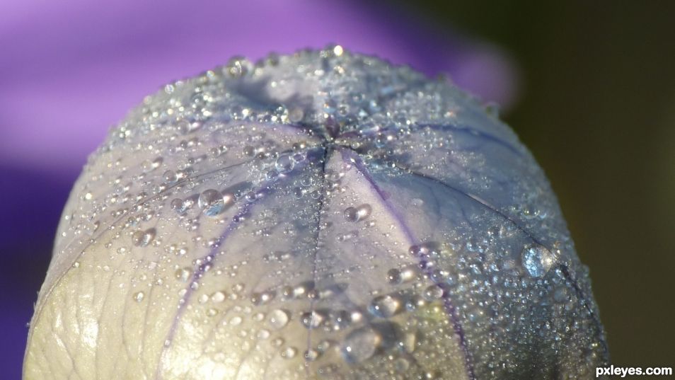 Campanula bud