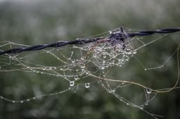 Morning Dew Picture