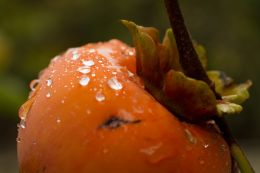 Wet Persimmon