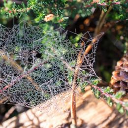 Dewycobweb