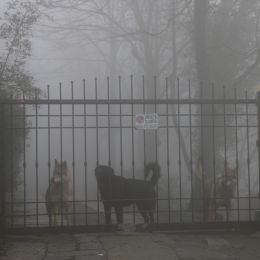 guardiansinthefog