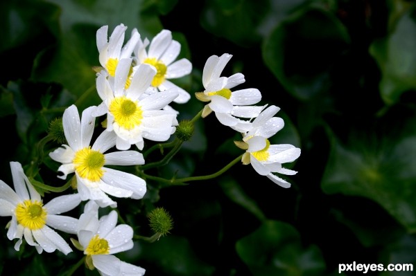 Daisies or something