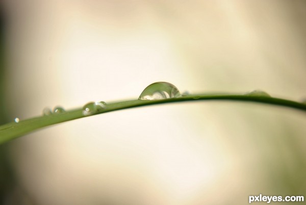 Dew