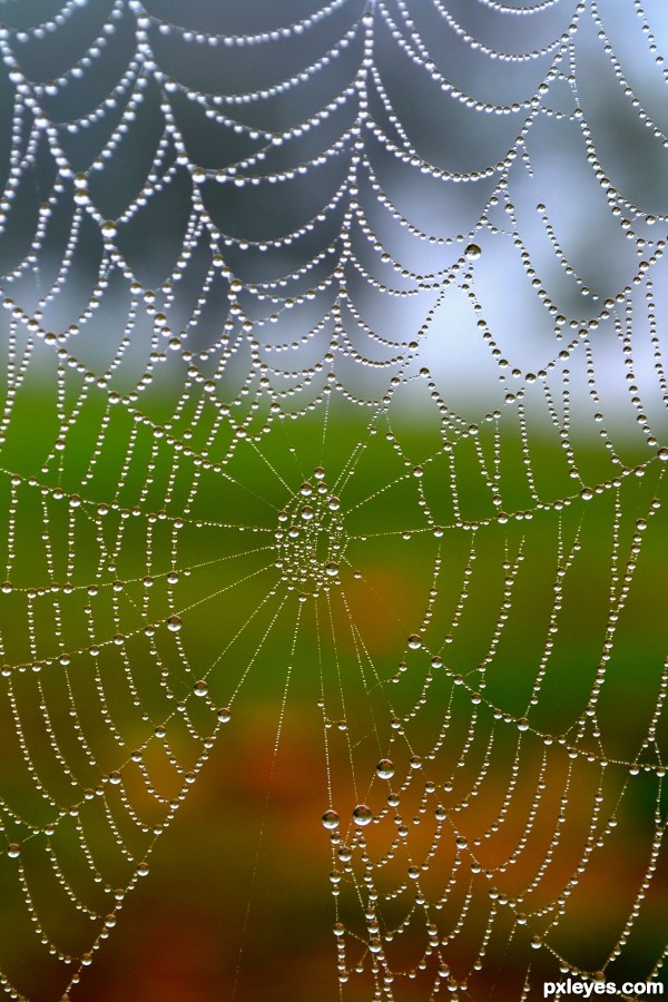 Early Morning Spider Web photoshop picture)