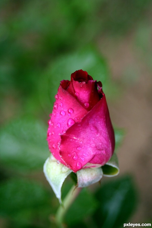 The wet and virgin rose