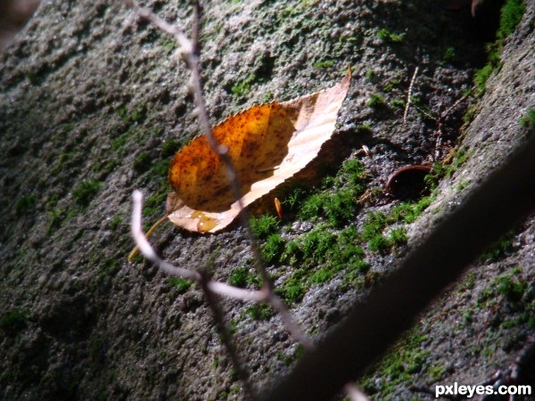 teardrop leaf