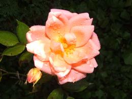 BlossomingRose