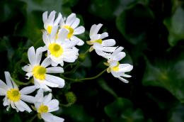 Daisies or something