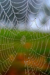 Early Morning Spider Web