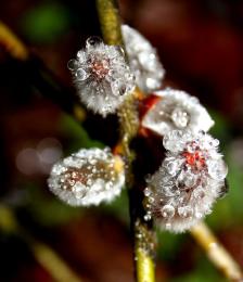 Spring Showers