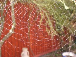 Web in the dew