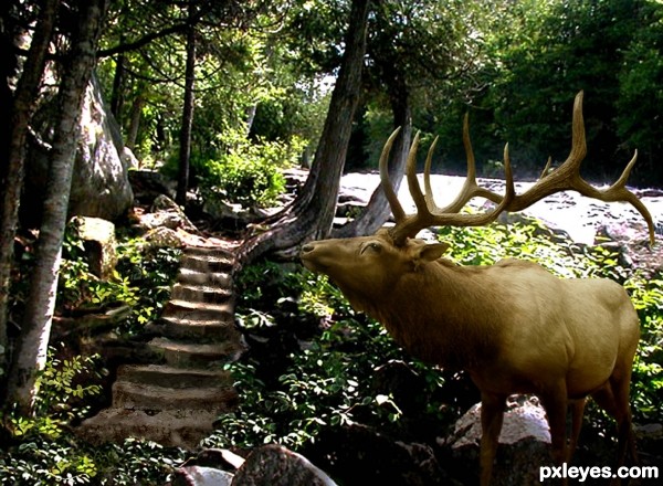 Sun-dappled Stairs to the Fall