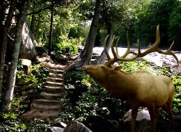 Sun-dappled Stairs to the Fall