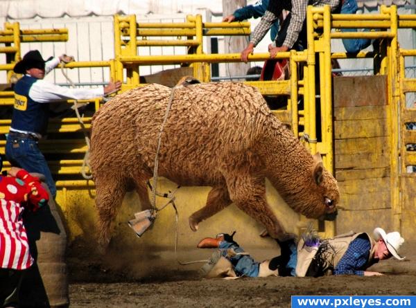 Alpaca Riding