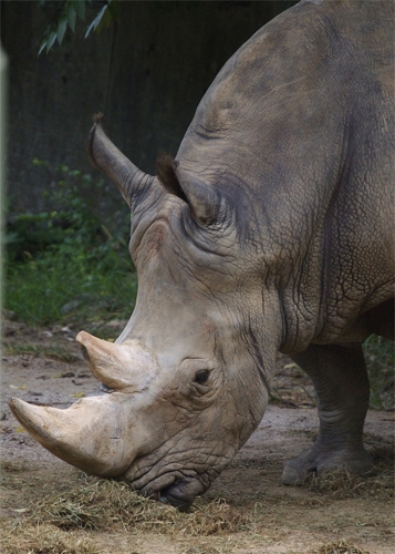 Creation of Rhinomel: Step 2