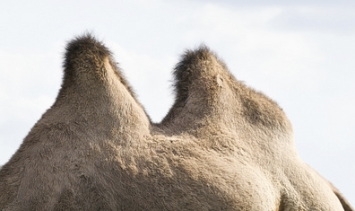 Creation of Rhinomel: Step 10