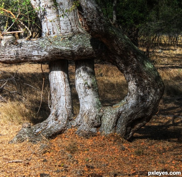 Curved Tree