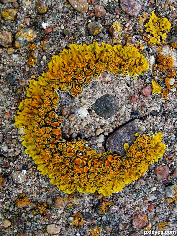 Lichen C