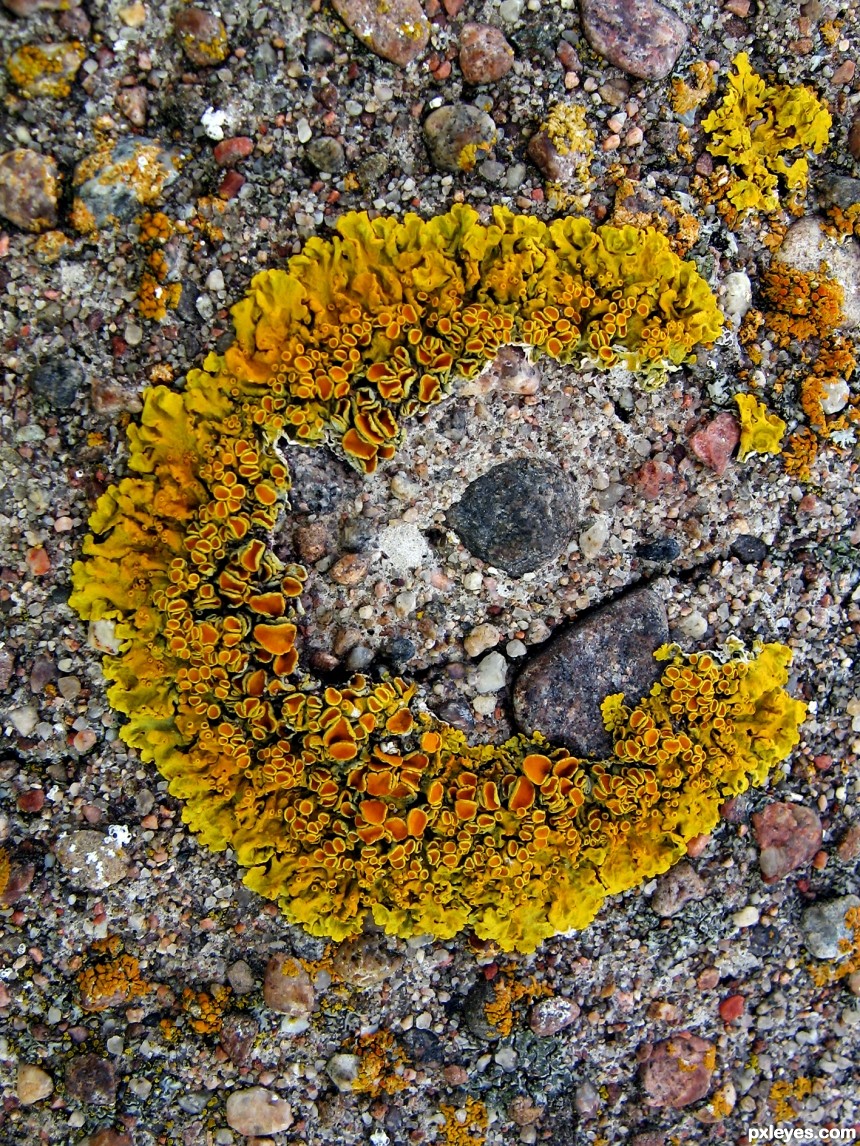 Lichen C photoshop picture)