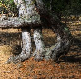 Curved Tree