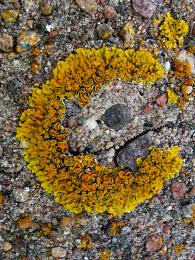 Lichen C Picture