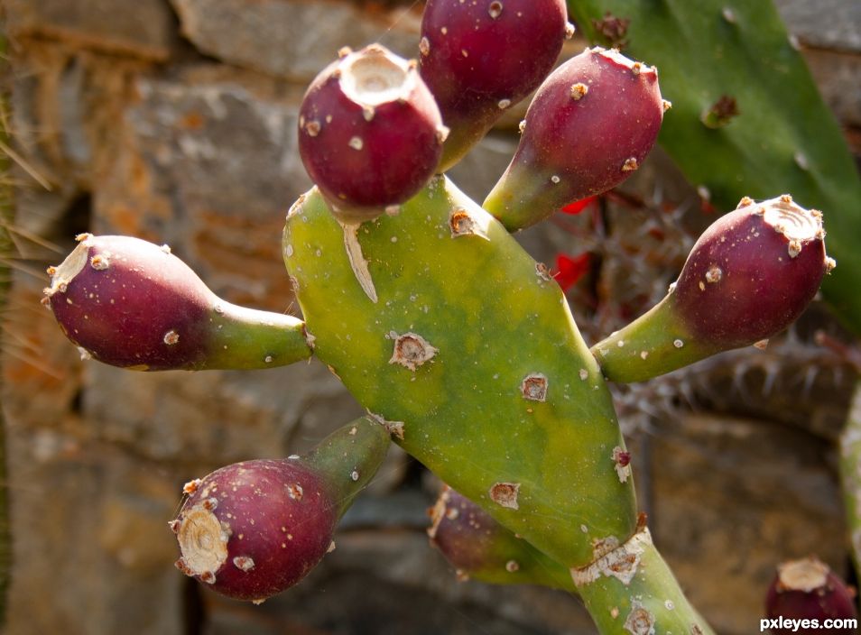 Prickly pears