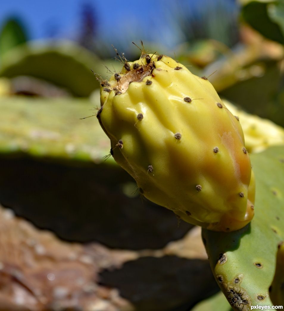 Prickly Pear