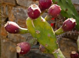 Prickly pears