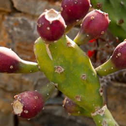 Pricklypears