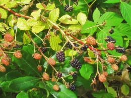 Mmmm Blackberries