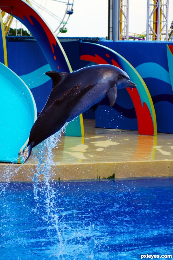 Dolphin Show